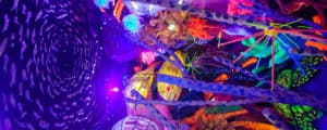 Illuminated Reef Tara Fahey